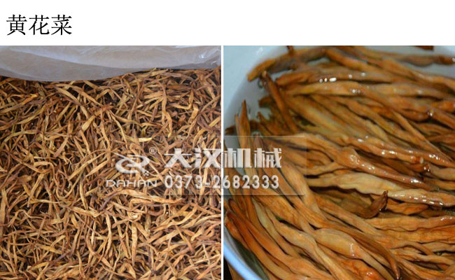 黃花菜 黃花菜